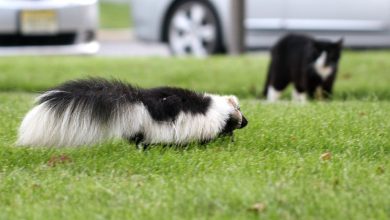 how to get rid skunk in your yard
