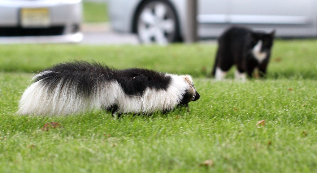 how to get rid skunk in your yard