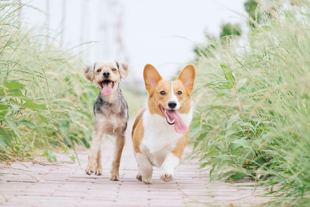 7 Reasons Why You Should Invest in Pet Insurance