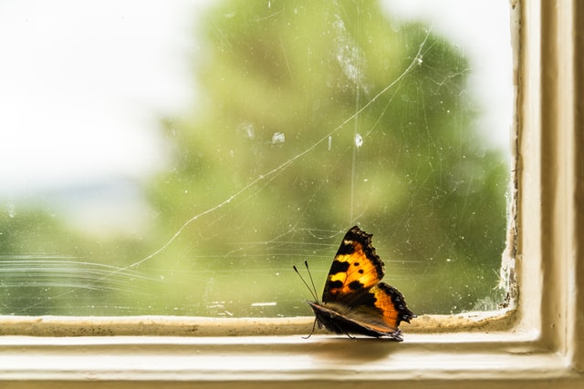 5 Ways to Prevent Insects From Entering Your Home