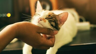 Keeping Your Allergic Pet Happy and Healthy