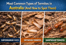Termites in Australia
